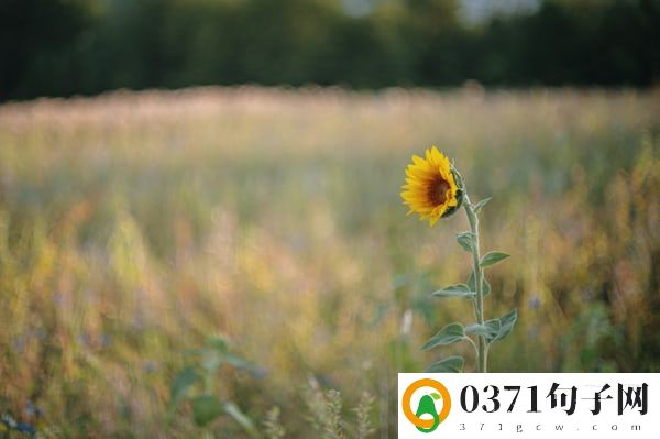 ​关于恋爱情话大全长句 好听的情话短句给女生